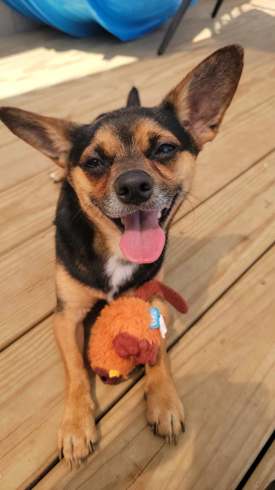 Marvin, a Adopted mixed breed in Richmond, KY image 6/6