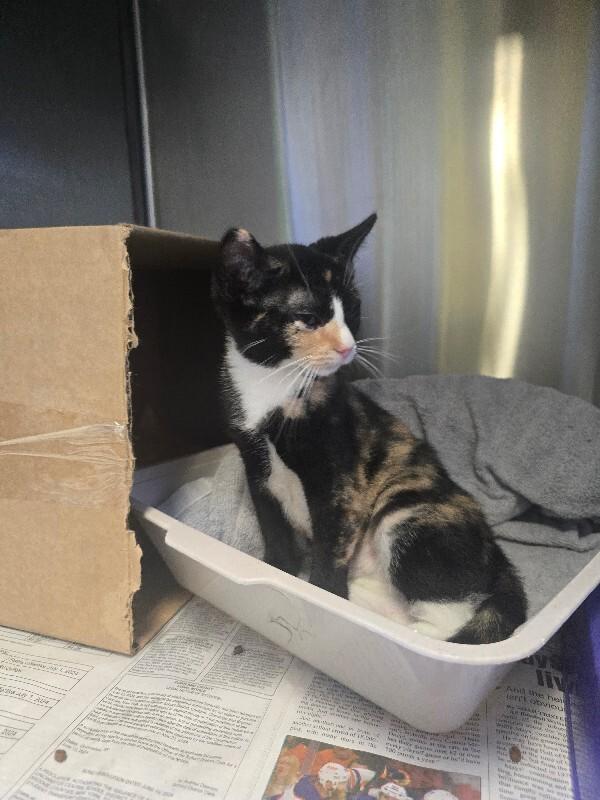 Enlarge Cayenne, a Adoptable Domestic Short Hair in Cortland, NY image 1/3