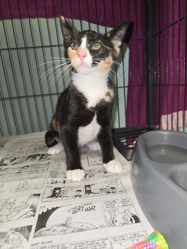 Enlarge Cayenne, a Adoptable Domestic Short Hair in Cortland, NY image 2/3
