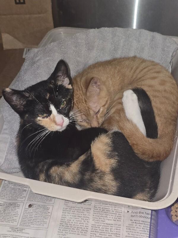 Enlarge Cayenne, a Adoptable Domestic Short Hair in Cortland, NY image 3/3