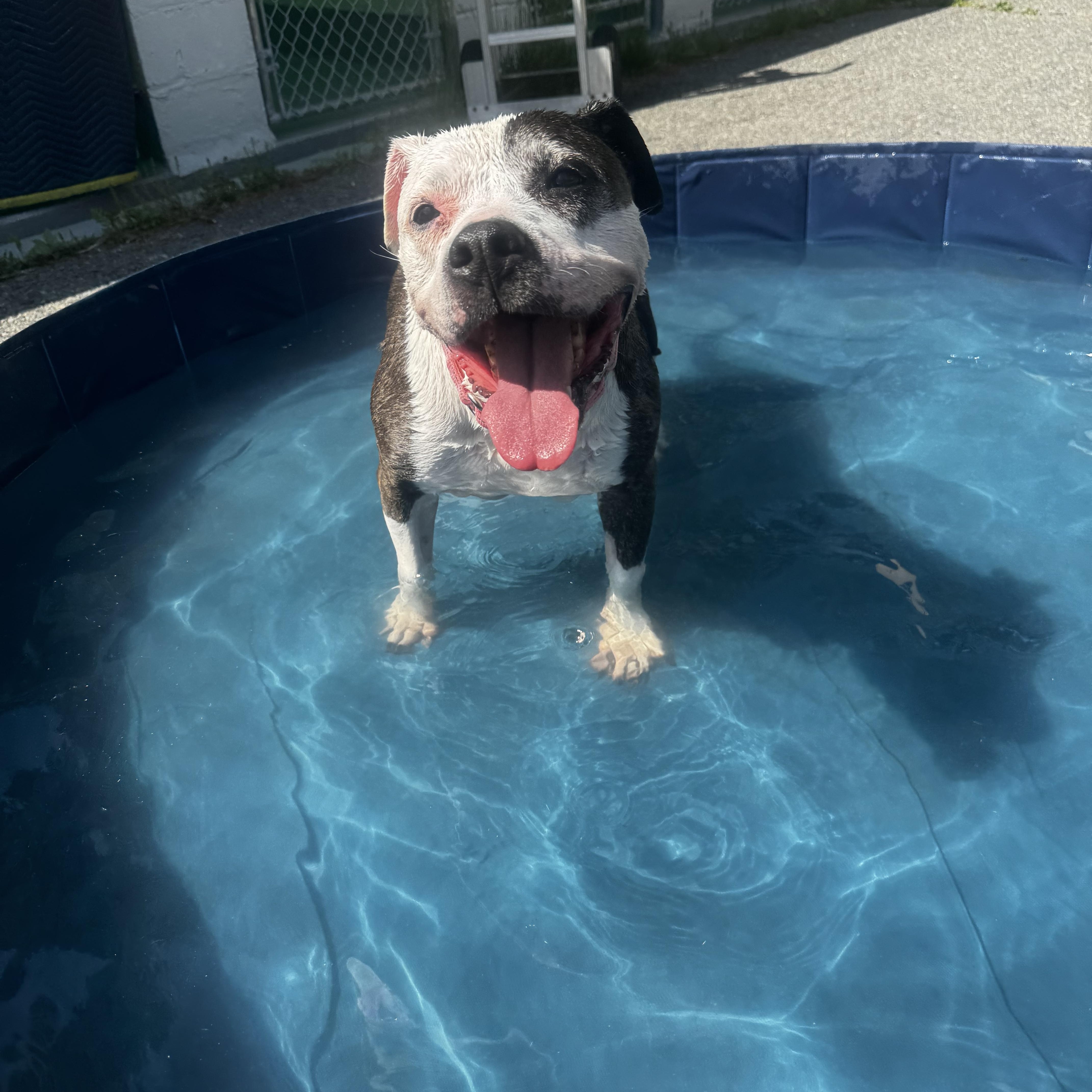 Daisy, a ADOPTABLE Pit Bull Terrier in Middleboro, MA image 2/3
