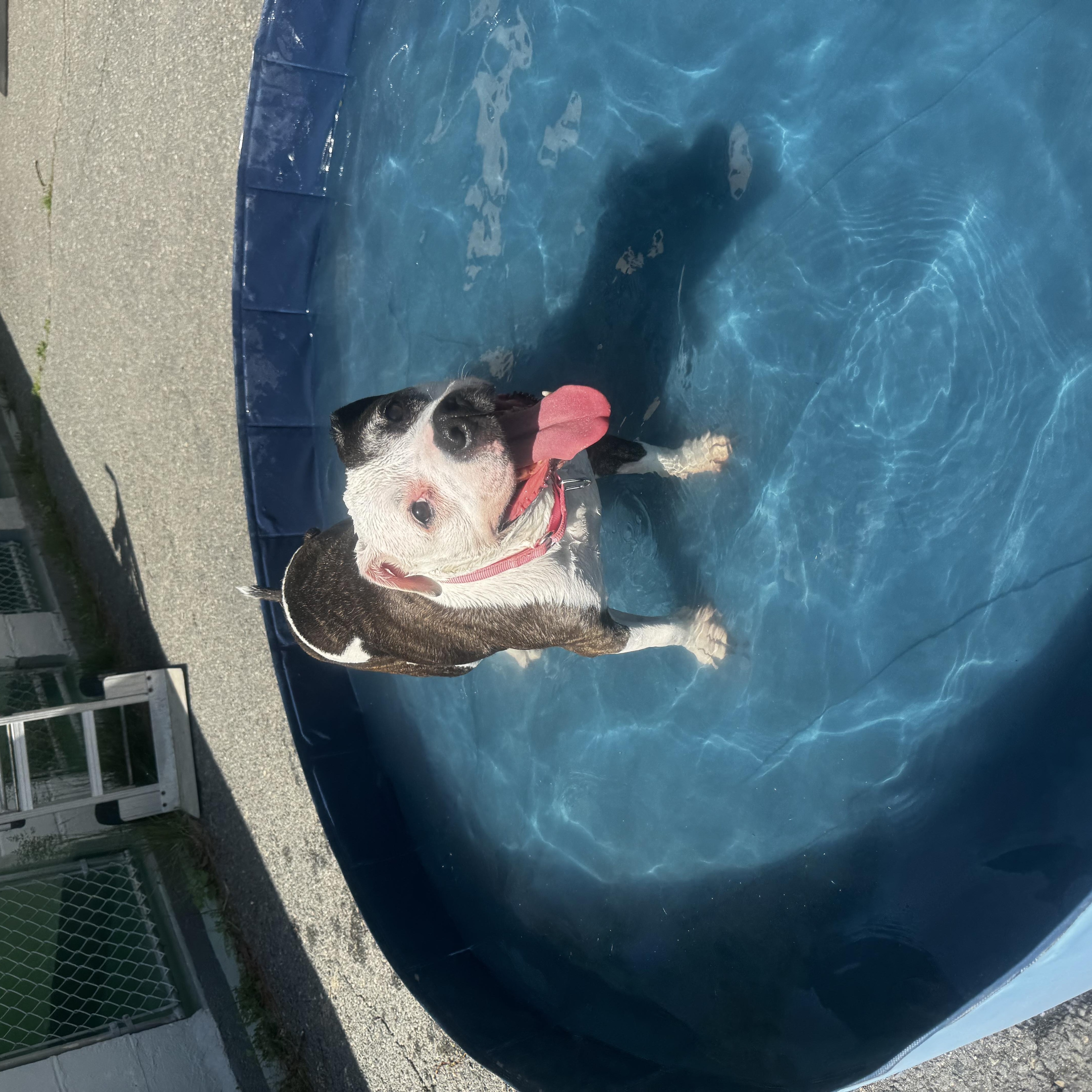 Daisy, a ADOPTABLE Pit Bull Terrier in Middleboro, MA image 3/3
