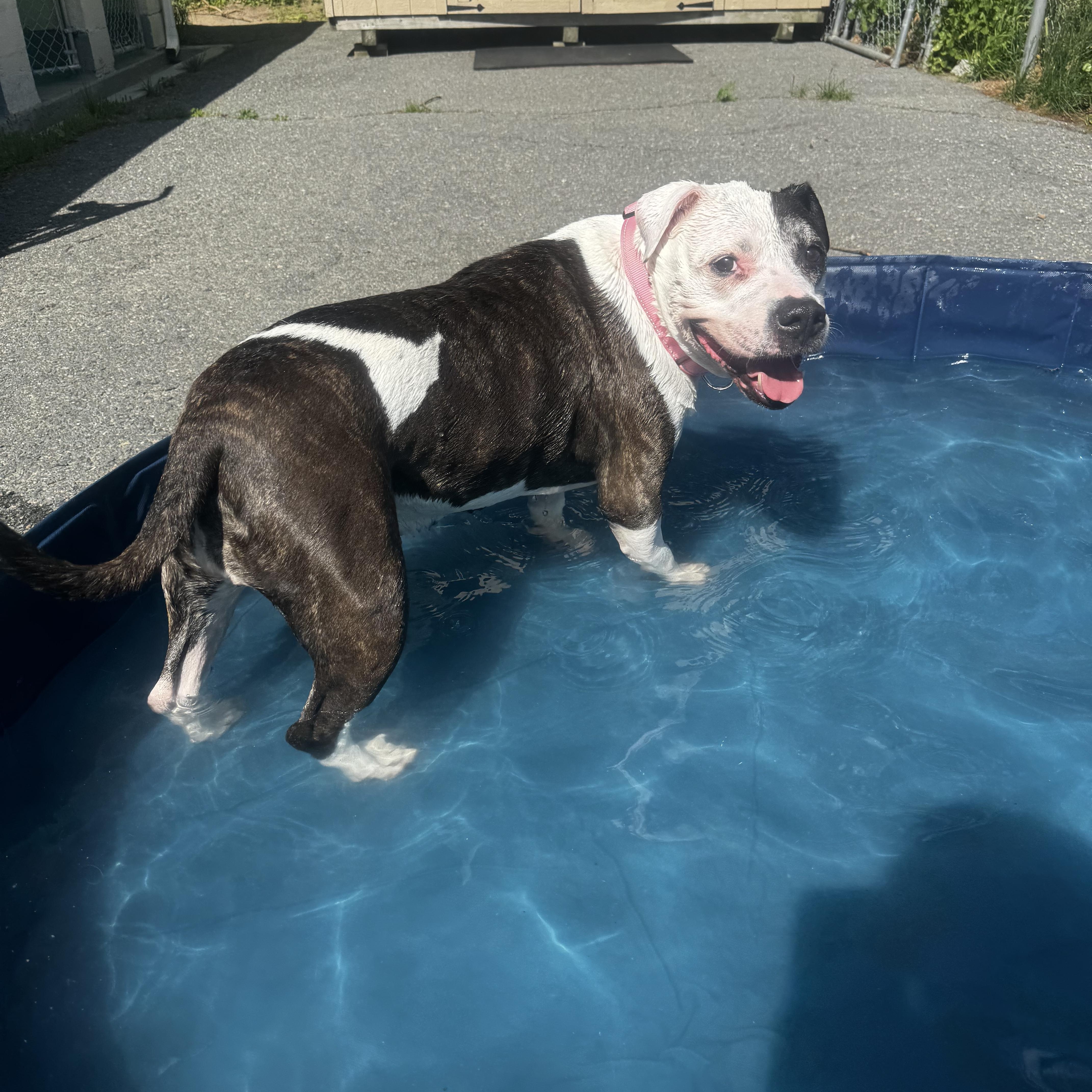 Daisy, ADOPTABLE, Senior Female Pit Bull Terrier.