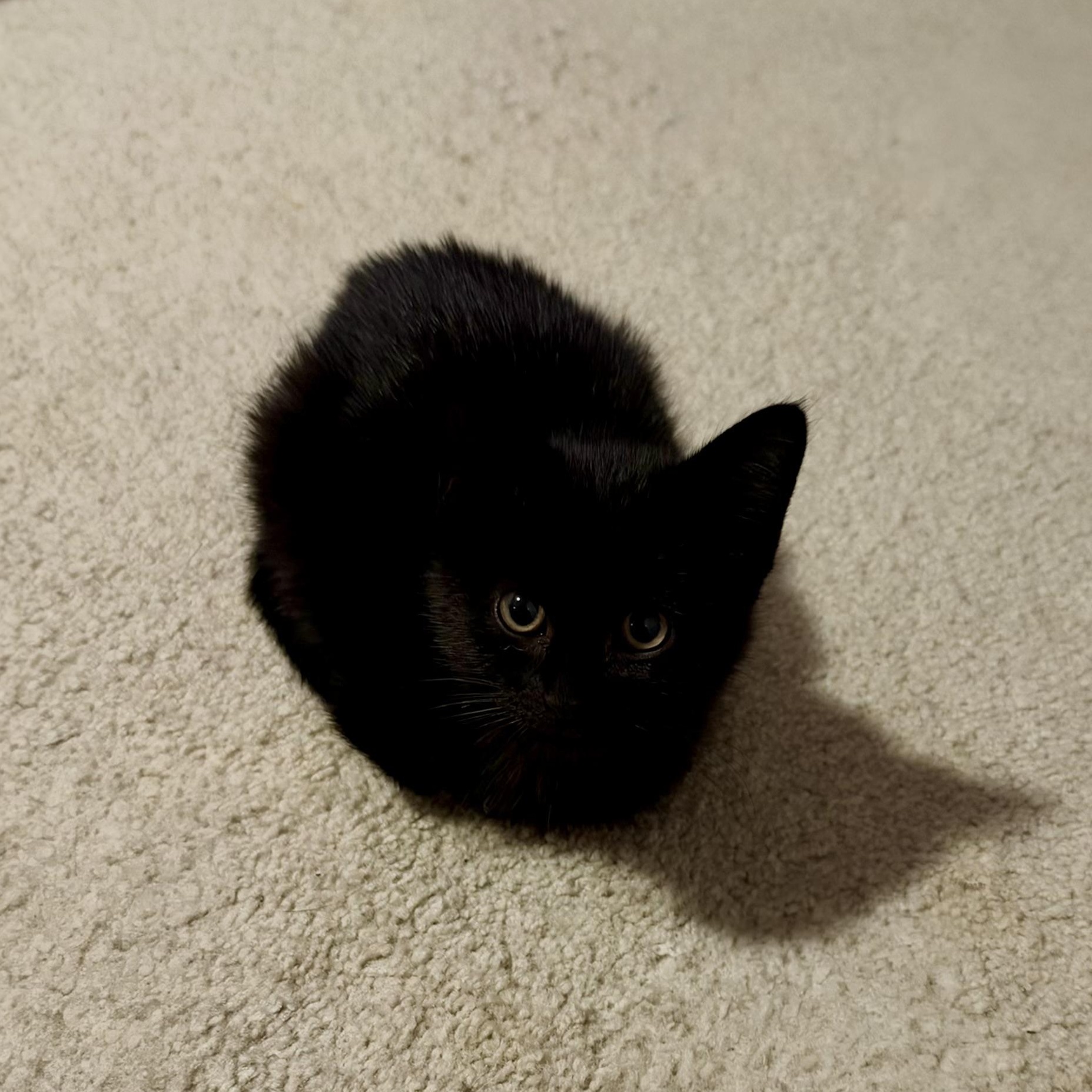 Enlarge Honey, a Adoptable Domestic Short Hair in Aurora, CO image 2/2