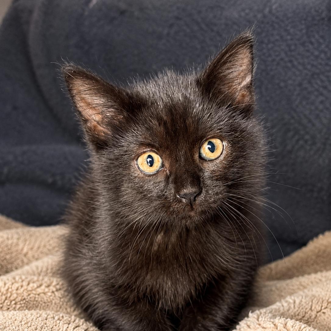Enlarge Honey, a Adoptable Domestic Short Hair in Aurora, CO image 1/2