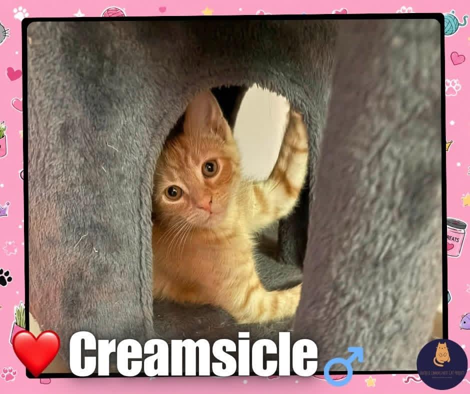 Creamsicle kitten, ADOPTABLE, Kitten Male Domestic Short Hair.