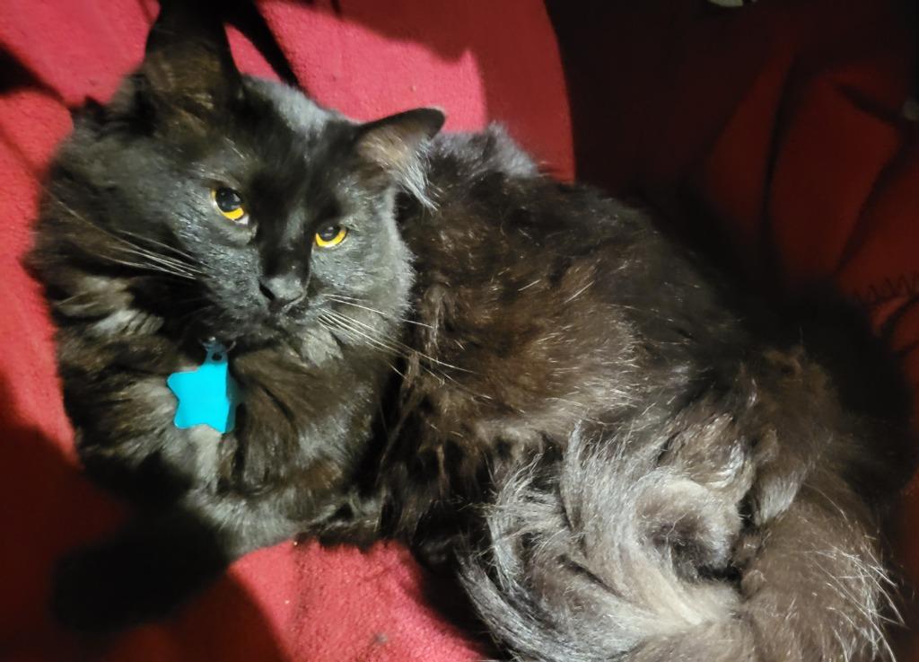 Enlarge Mittens, a Adoptable mixed breed in Salt Lake City, UT image 6/6