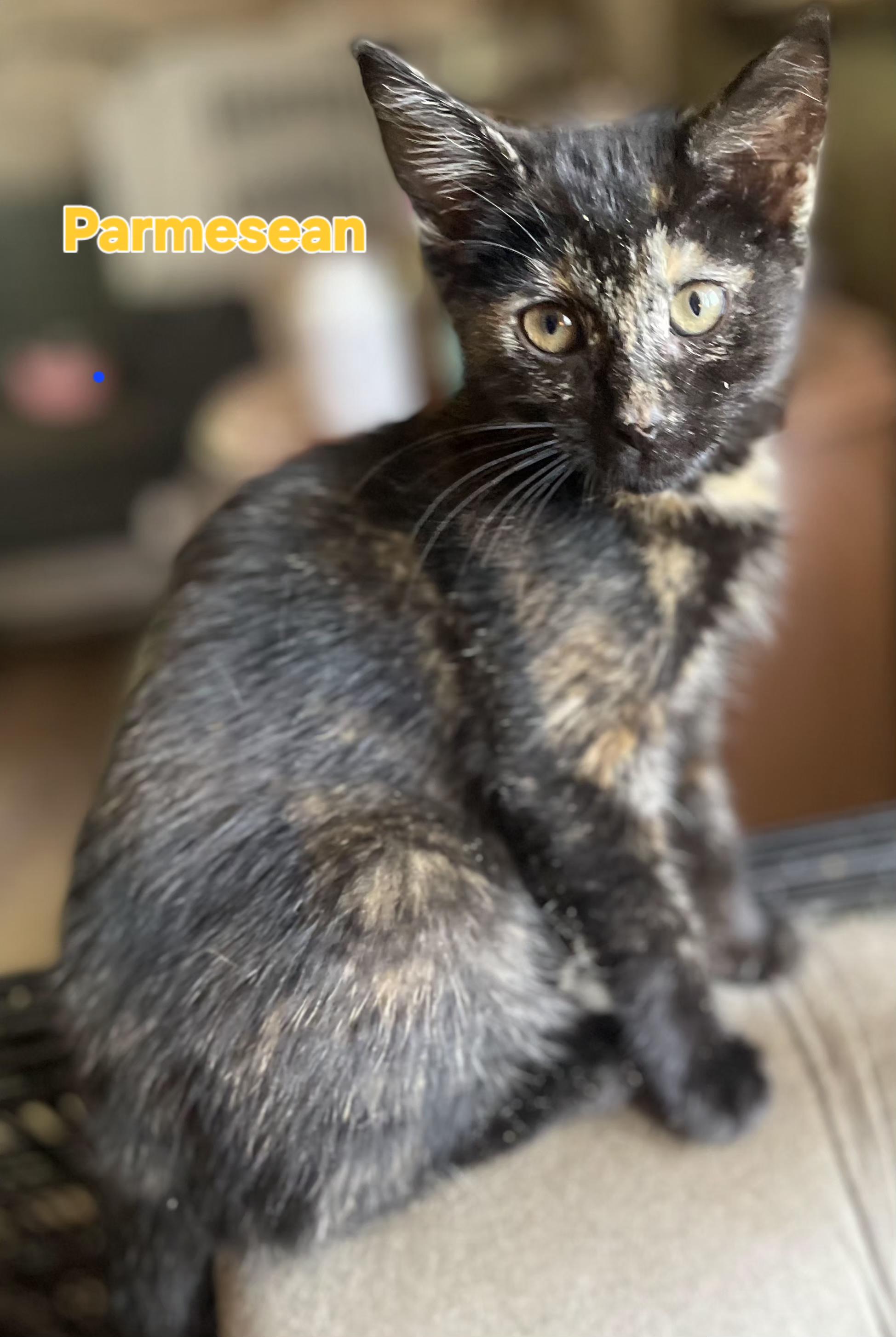 Parmesean, ADOPTABLE, Young Female Tortoiseshell.