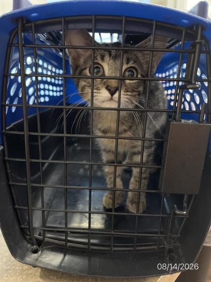 Tourist, Adoptable, Kitten Female American Shorthair & Domestic Short Hair.