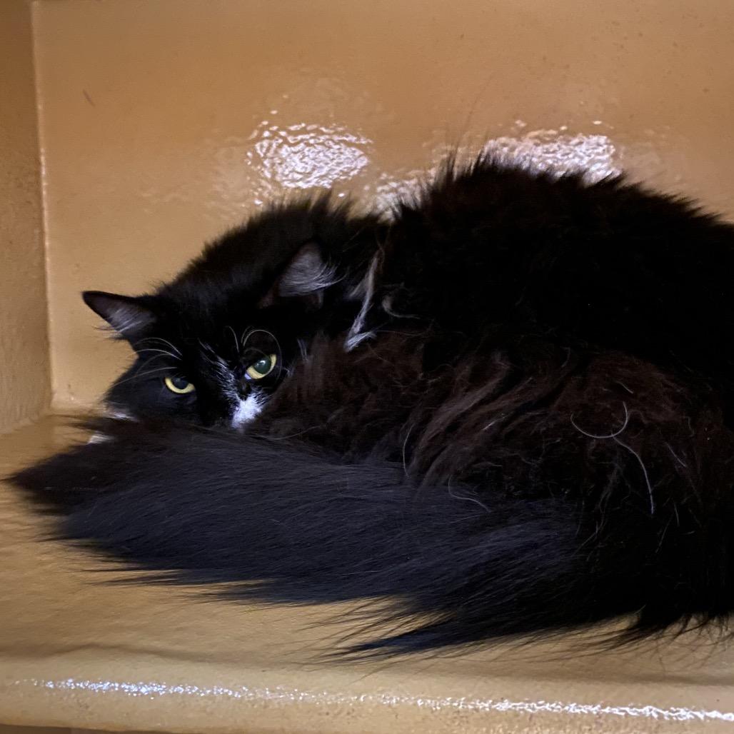 Flax, Adoptable, Adult Female Domestic Medium Hair.