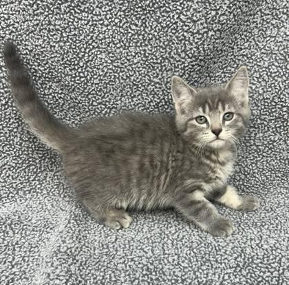 Enlarge Ruby, a Adopted Domestic Short Hair in Sullivan, IN image 1/1