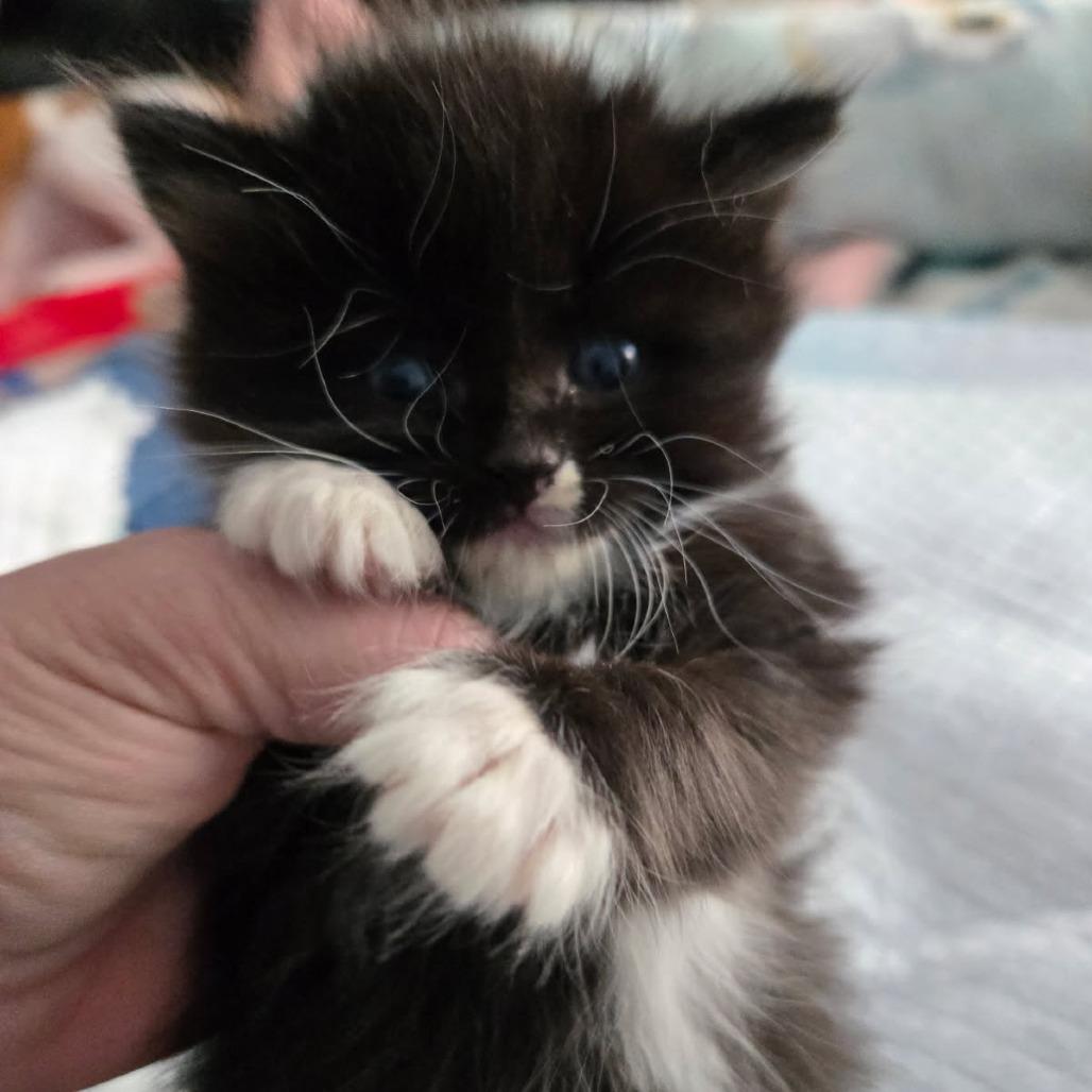 Enlarge Zara, a Adoptable Domestic Medium Hair in Chattanooga, TN image 1/1