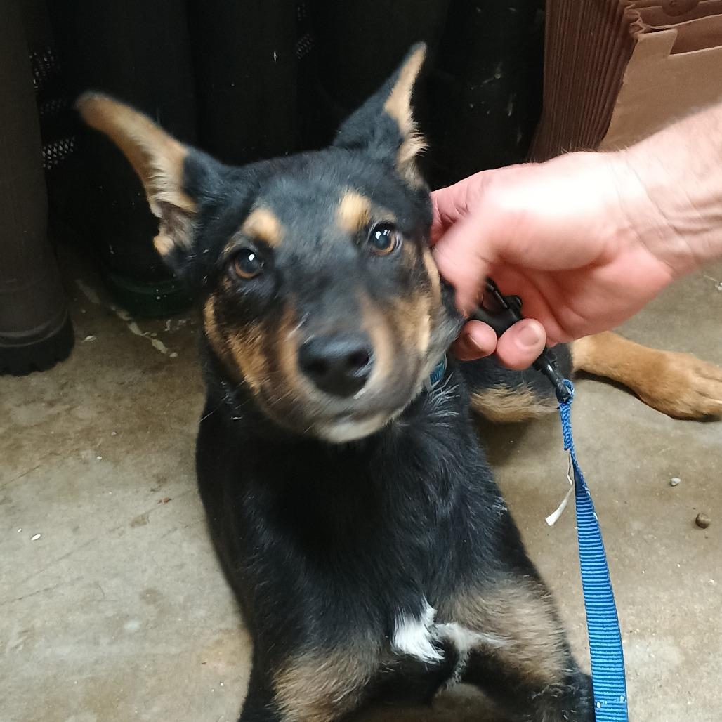 Enlarge Braxton, a Adoptable mixed breed in Palestine, TX image 1/1