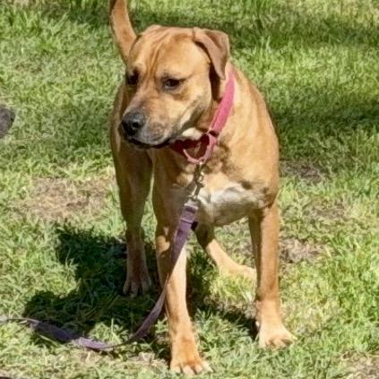 HOOCH, Adoptable, Adult Male Mixed Breed.