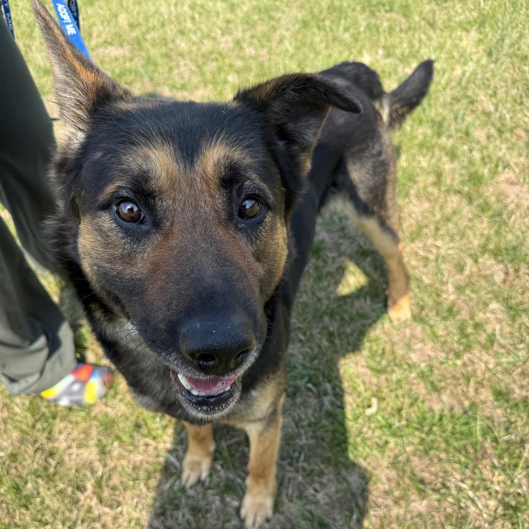 Gibson, Adoptable, Adult Male Shepherd & Mixed Breed.