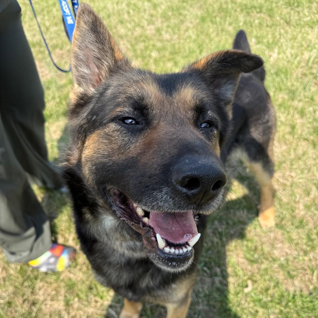 Enlarge Gibson, a Adoptable mixed breed in Galax, VA image 2/6