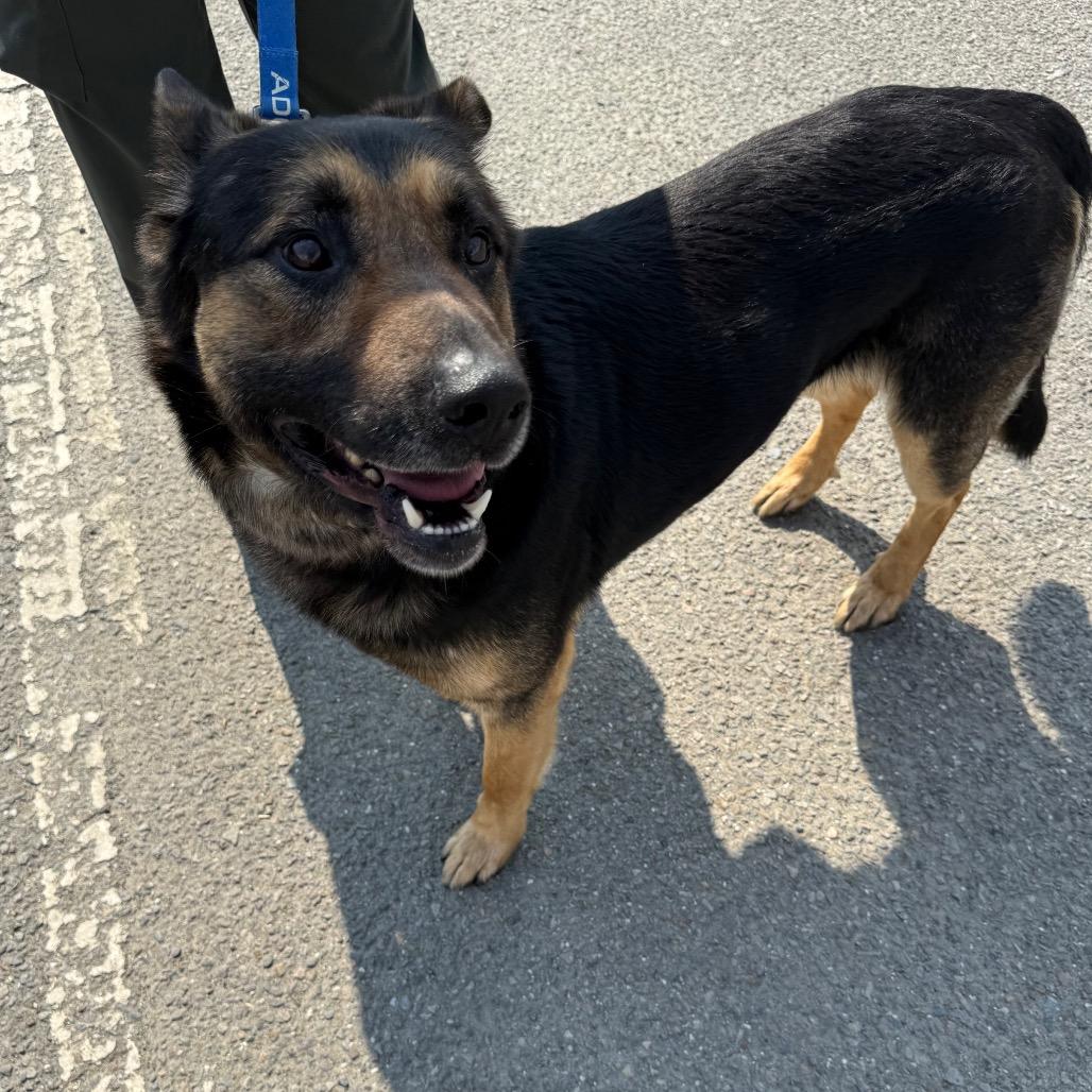 Enlarge Gibson, a Adoptable mixed breed in Galax, VA image 3/6