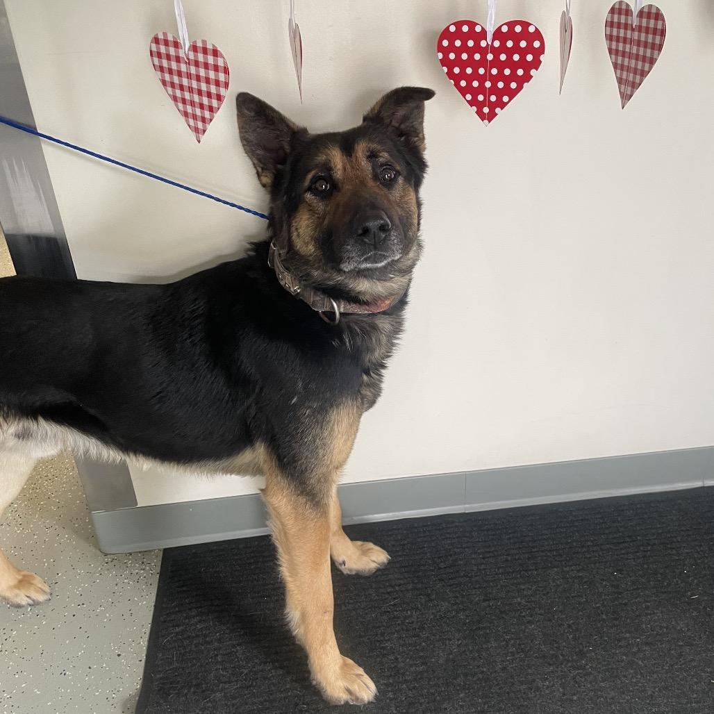 Gibson, Adoptable, Adult Male Shepherd & Mixed Breed.