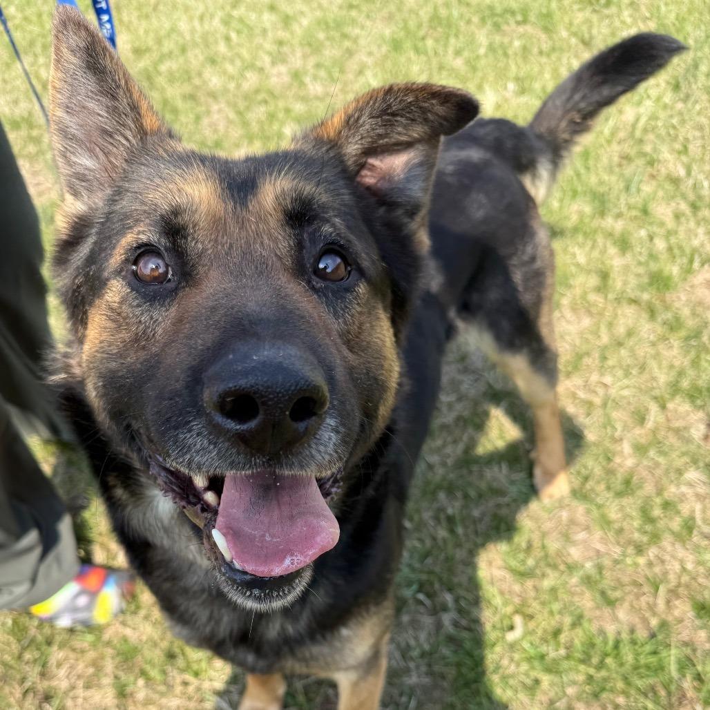 Enlarge Gibson, a Adoptable mixed breed in Galax, VA image 5/6