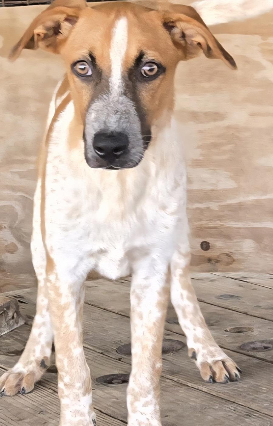 Enlarge Belle, a Adoptable mixed breed in Mexia, TX image 1/1