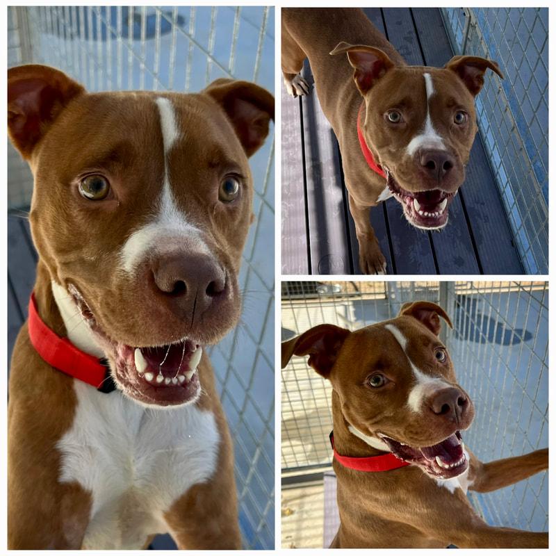 Memphis, Adoptable, Adult Male Pit Bull Terrier.