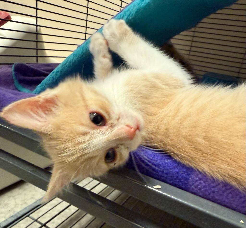 Quirrel, Adopted, Young Male Domestic Short Hair.
