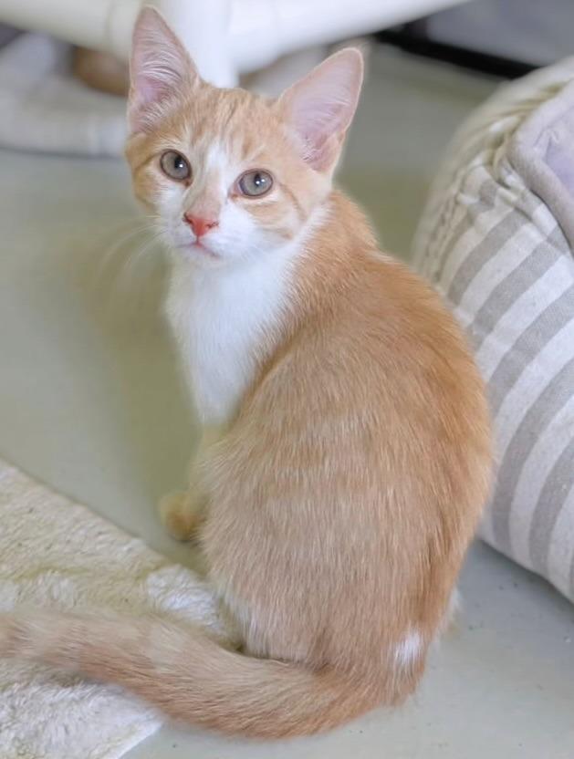 Enlarge Quirrel, a Adopted mixed breed in Blountville, TN image 2/2