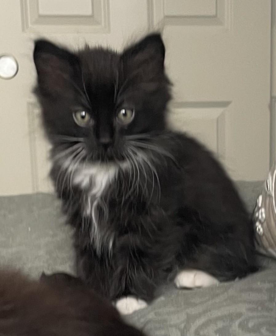 Christy and her kittens, an adopted Domestic Short Hair in Huntington Beach, CA image 3/4