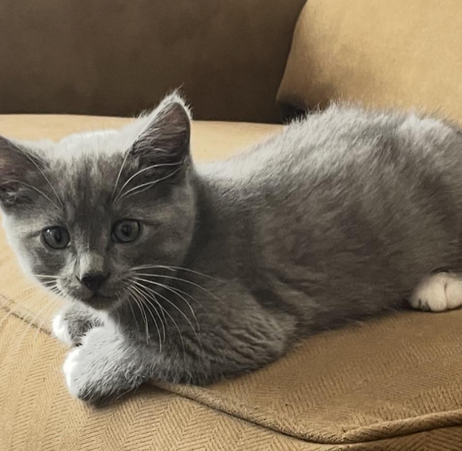 Christy and her kittens, an adopted Domestic Short Hair in Huntington Beach, CA image 2/4