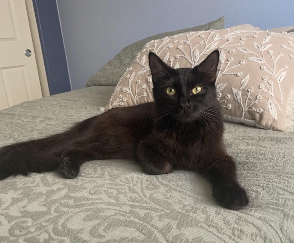 Christy and her kittens, adopted, Adult Female Domestic Short Hair.