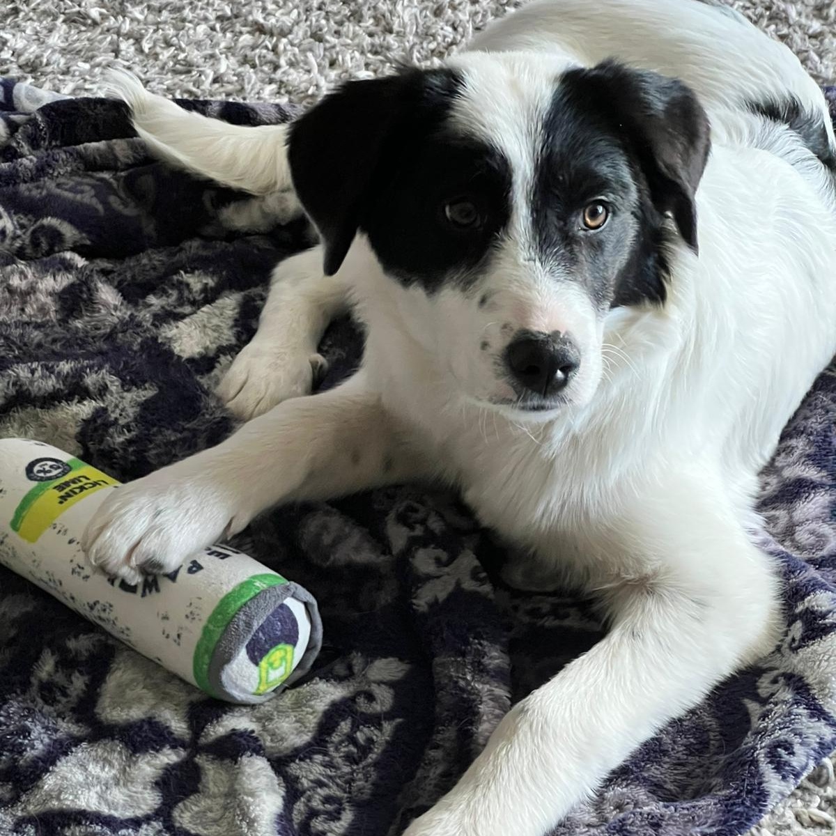 Enlarge Bonnie, an adoptable mixed breed in Morden, MB image 1/6