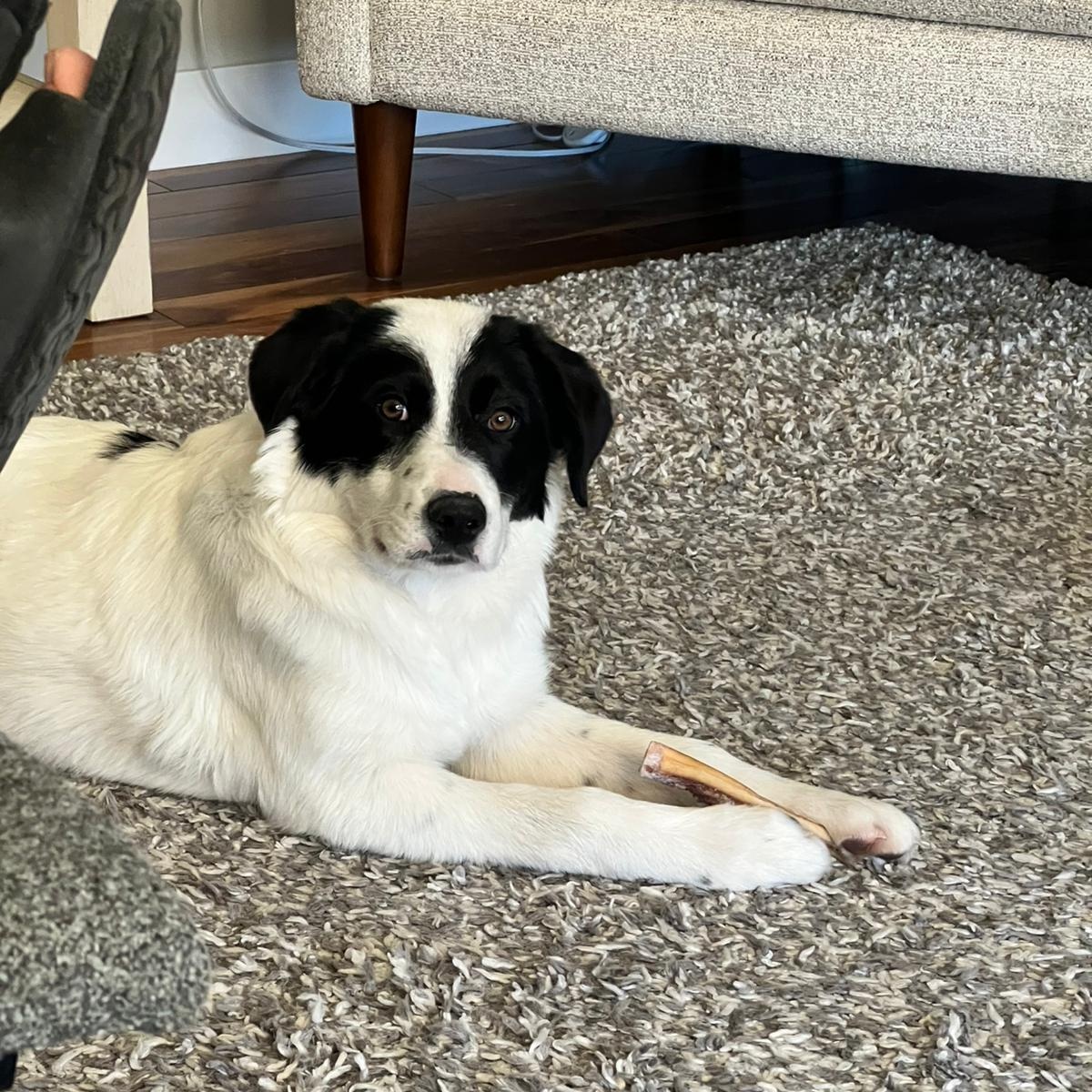 Enlarge Bonnie, an adoptable mixed breed in Morden, MB image 2/6