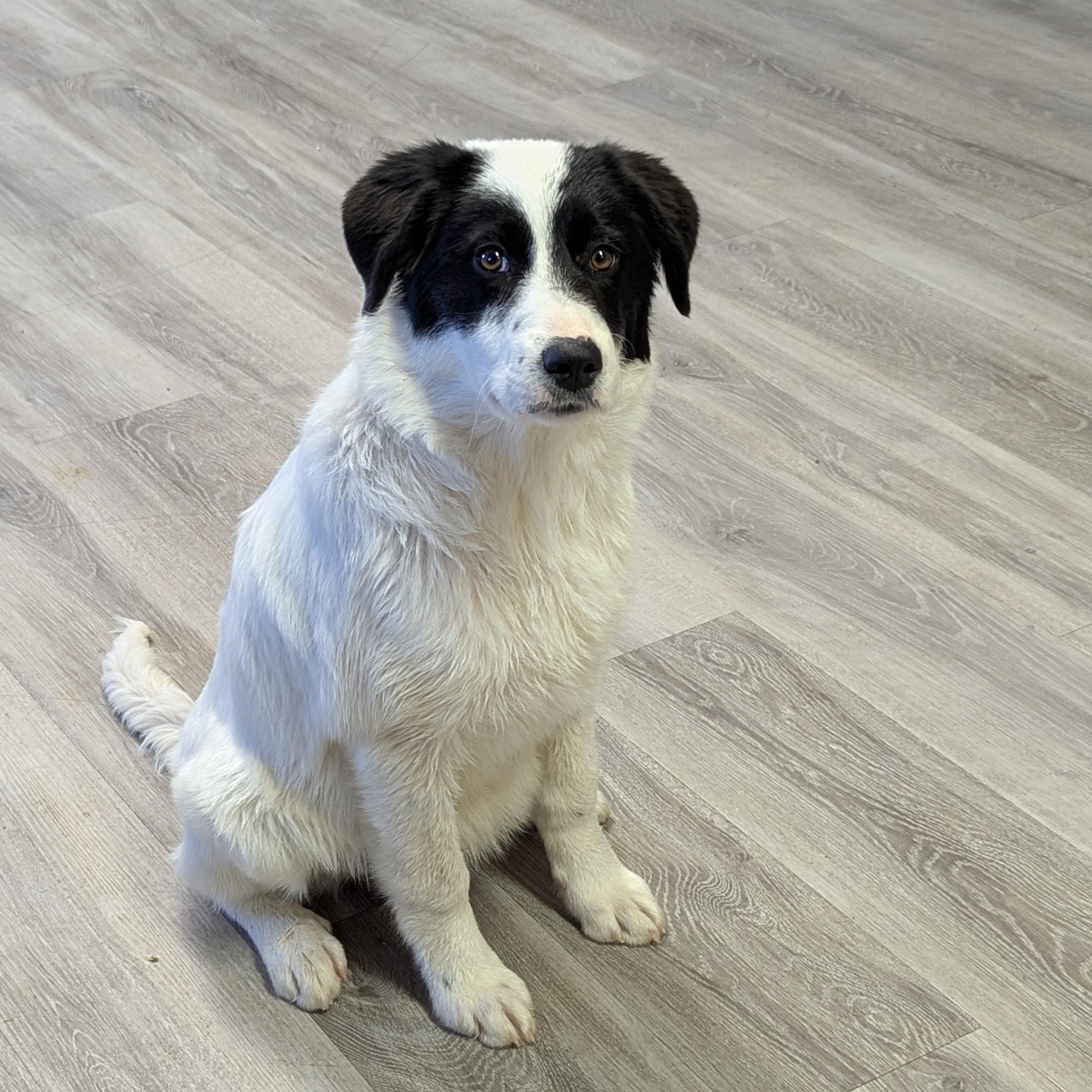 Enlarge Bonnie, an adoptable mixed breed in Morden, MB image 3/6