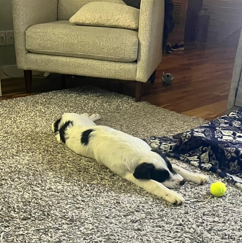 Enlarge Bonnie, an adoptable mixed breed in Morden, MB image 5/6