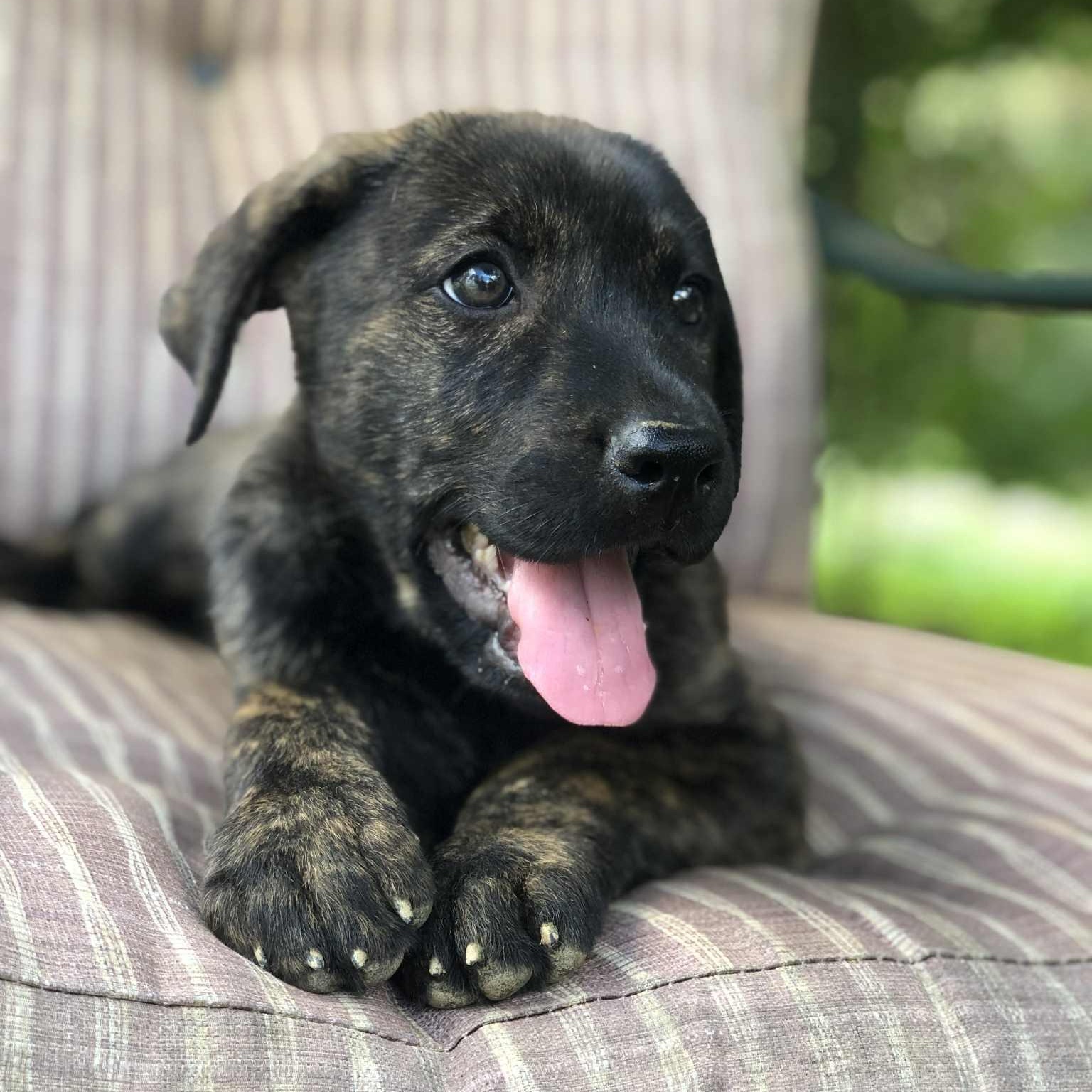 Brandy, a Adoptable mixed breed in Campton, KY image 2/6