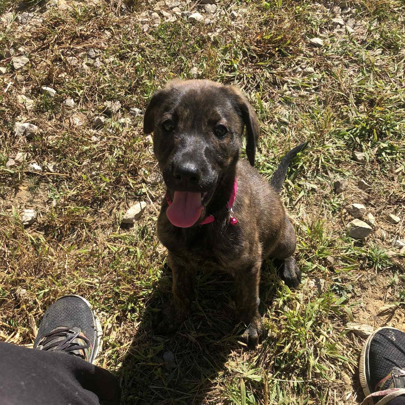 Brandy, a Adoptable mixed breed in Campton, KY image 3/6