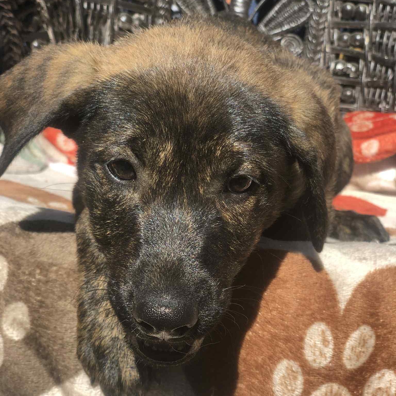 Brandy, a Adoptable mixed breed in Campton, KY image 4/6