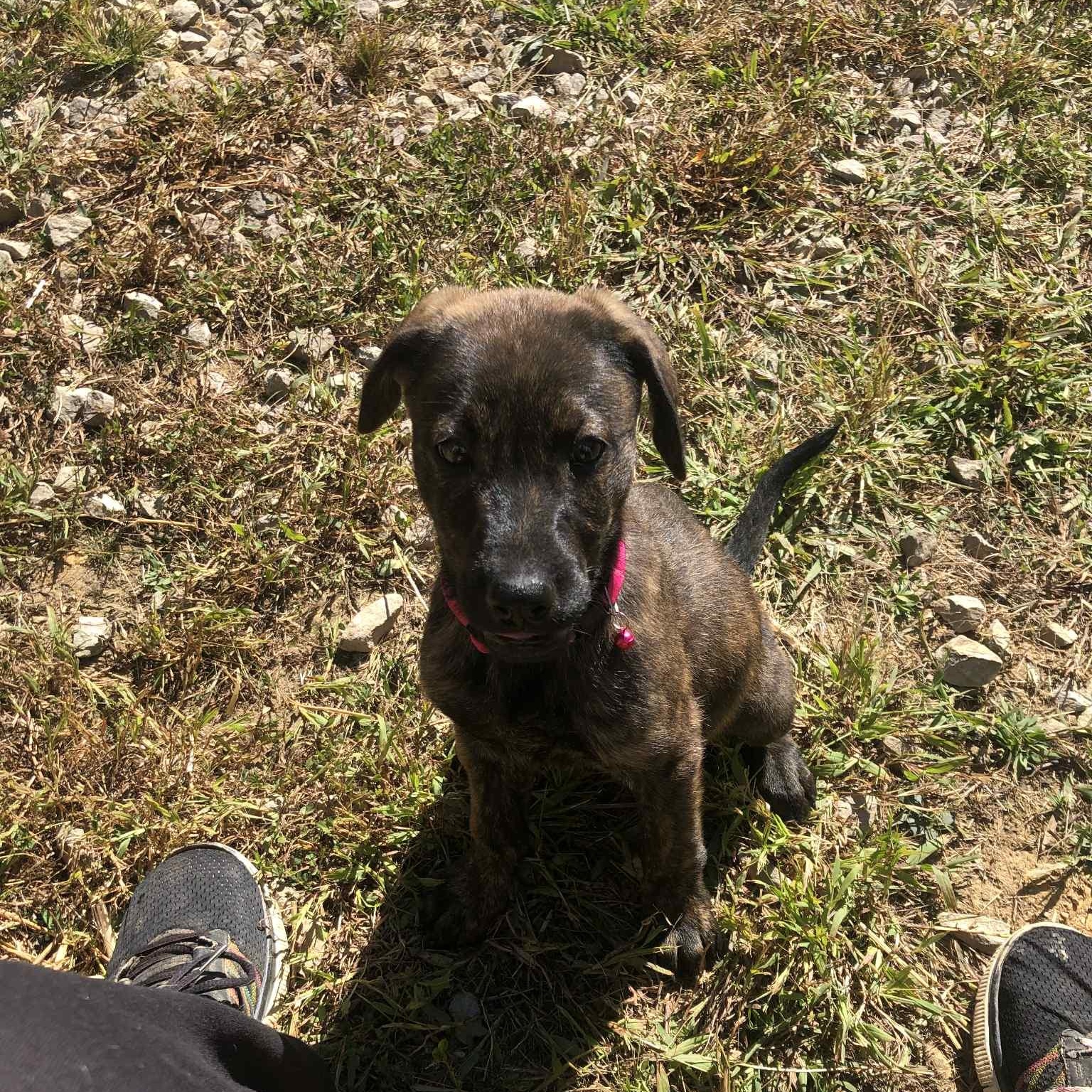 Brandy, a Adoptable mixed breed in Campton, KY image 5/6