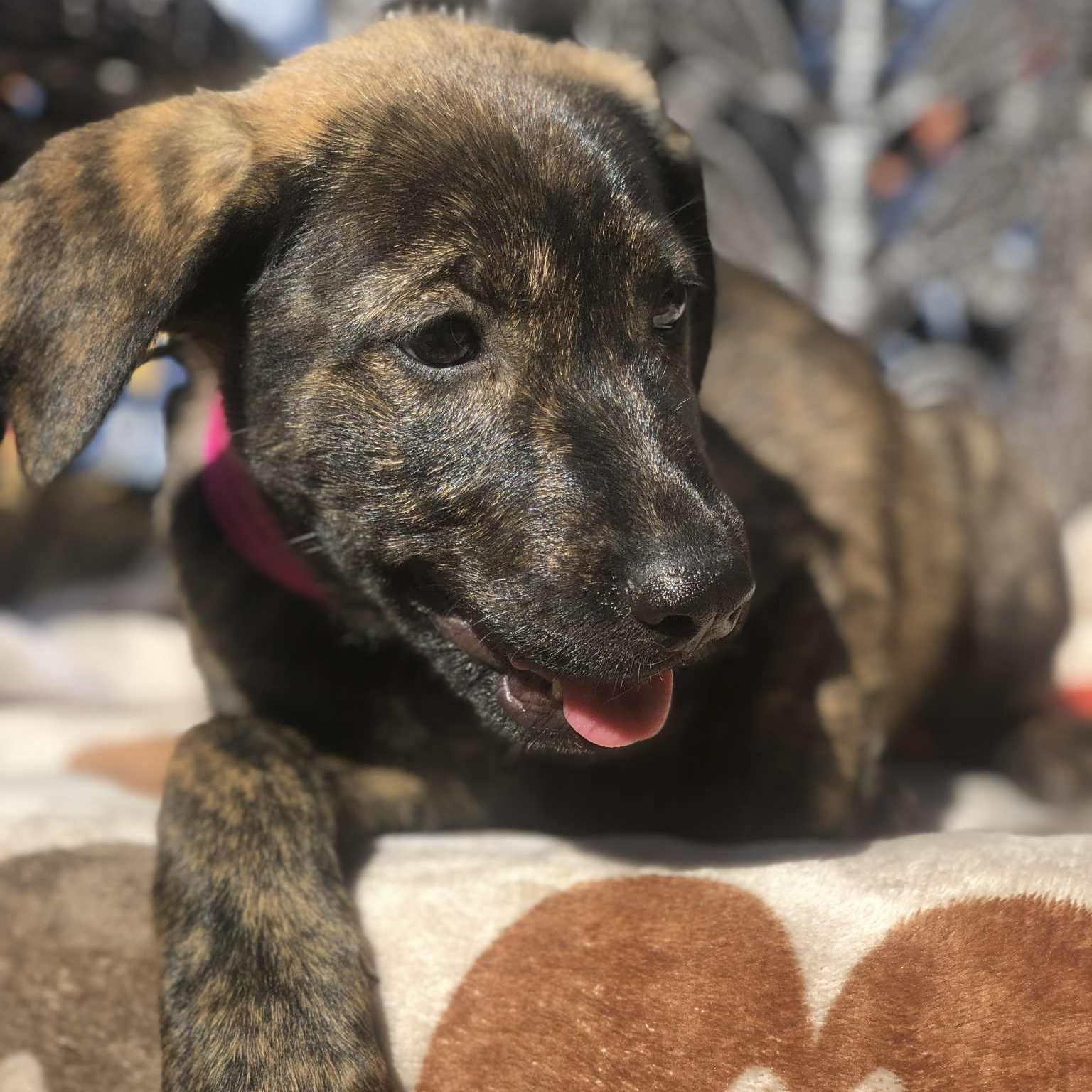 Brandy, a Adoptable mixed breed in Campton, KY image 1/6