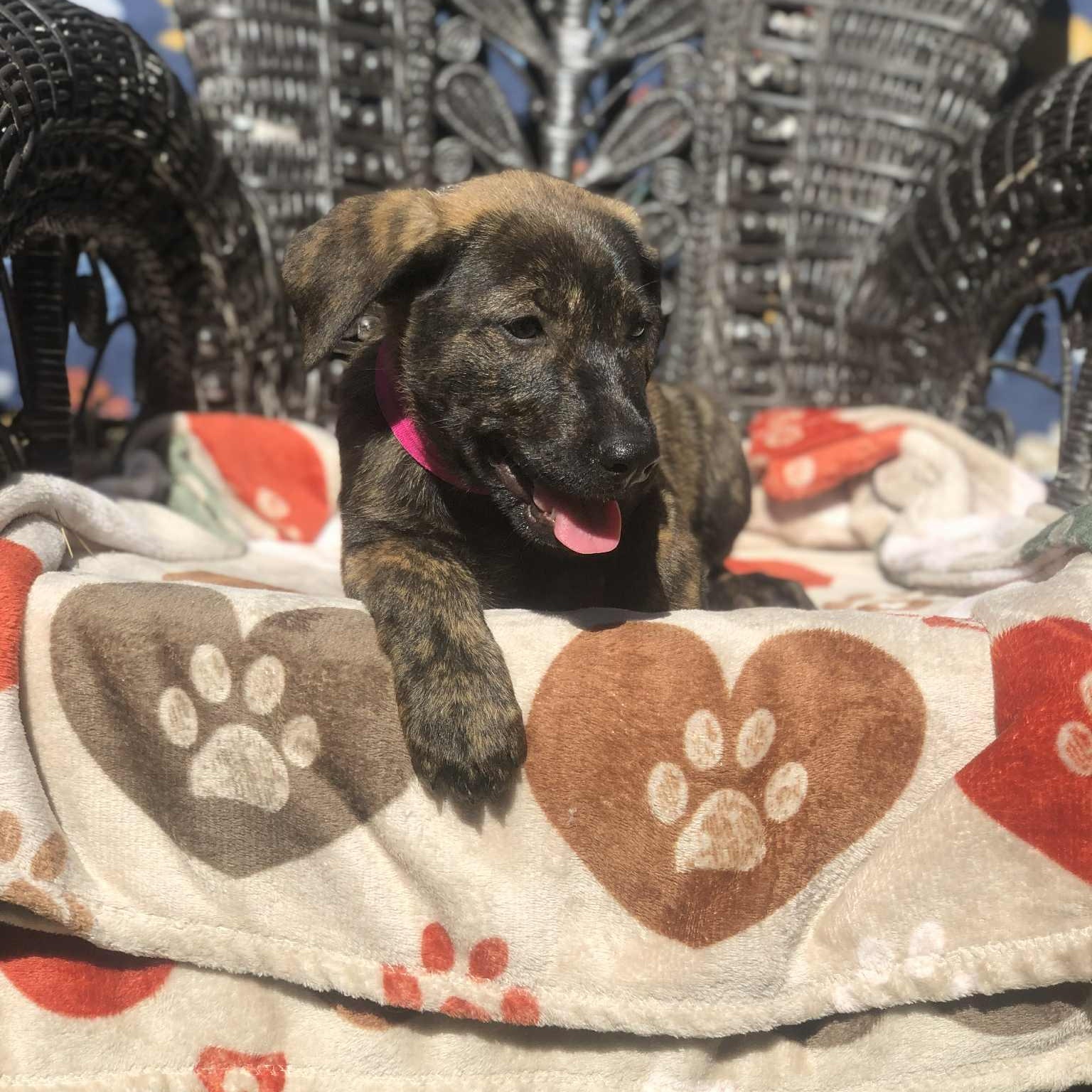 Brandy, a Adoptable mixed breed in Campton, KY image 6/6