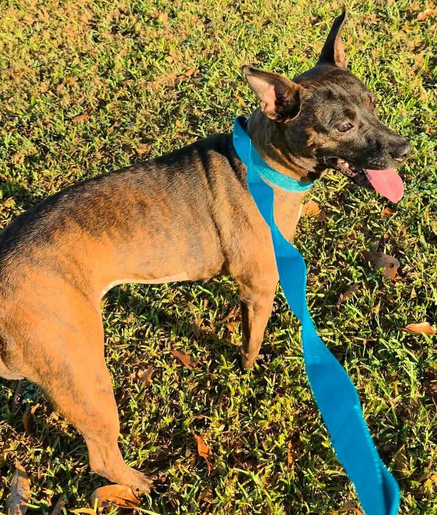 Ripley, Adoptable, Young Female Terrier & Mixed Breed.