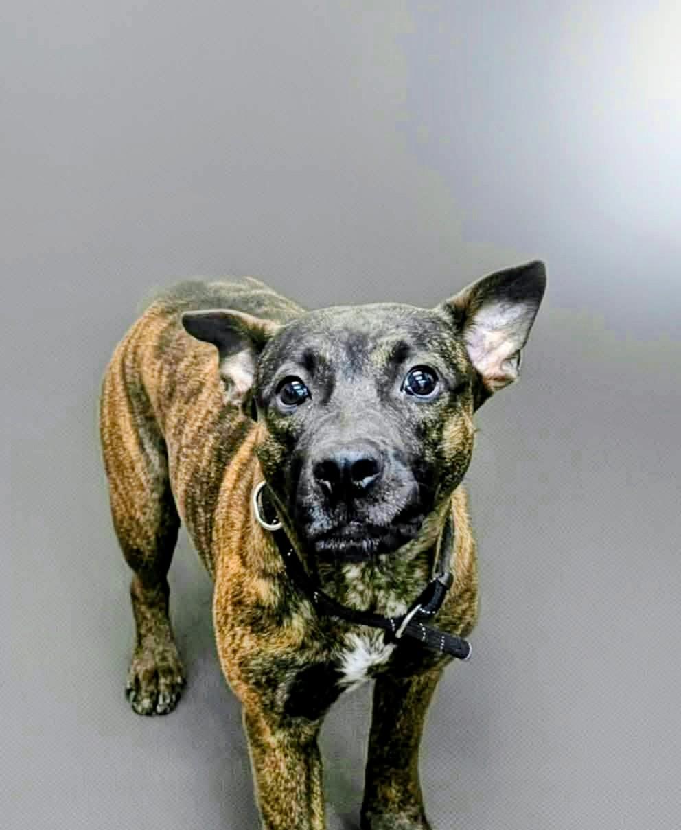 Ripley, Adoptable, Young Female Mixed Breed.