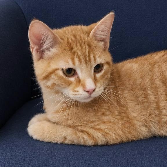 Willie Nelson, adopted, Young Male Tabby.