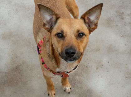 Enlarge Phoenix, a Adoptable Fox Terrier in Golden Valley, MN image 1/3
