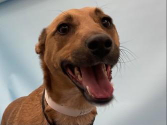 Enlarge Phoenix, a Adoptable Fox Terrier in Golden Valley, MN image 2/3