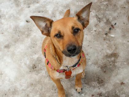 Enlarge Phoenix, a Adoptable Fox Terrier in Golden Valley, MN image 3/3