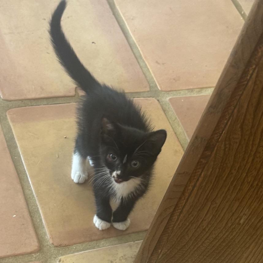 Sylvester, Adoptable, Kitten Male Domestic Short Hair.