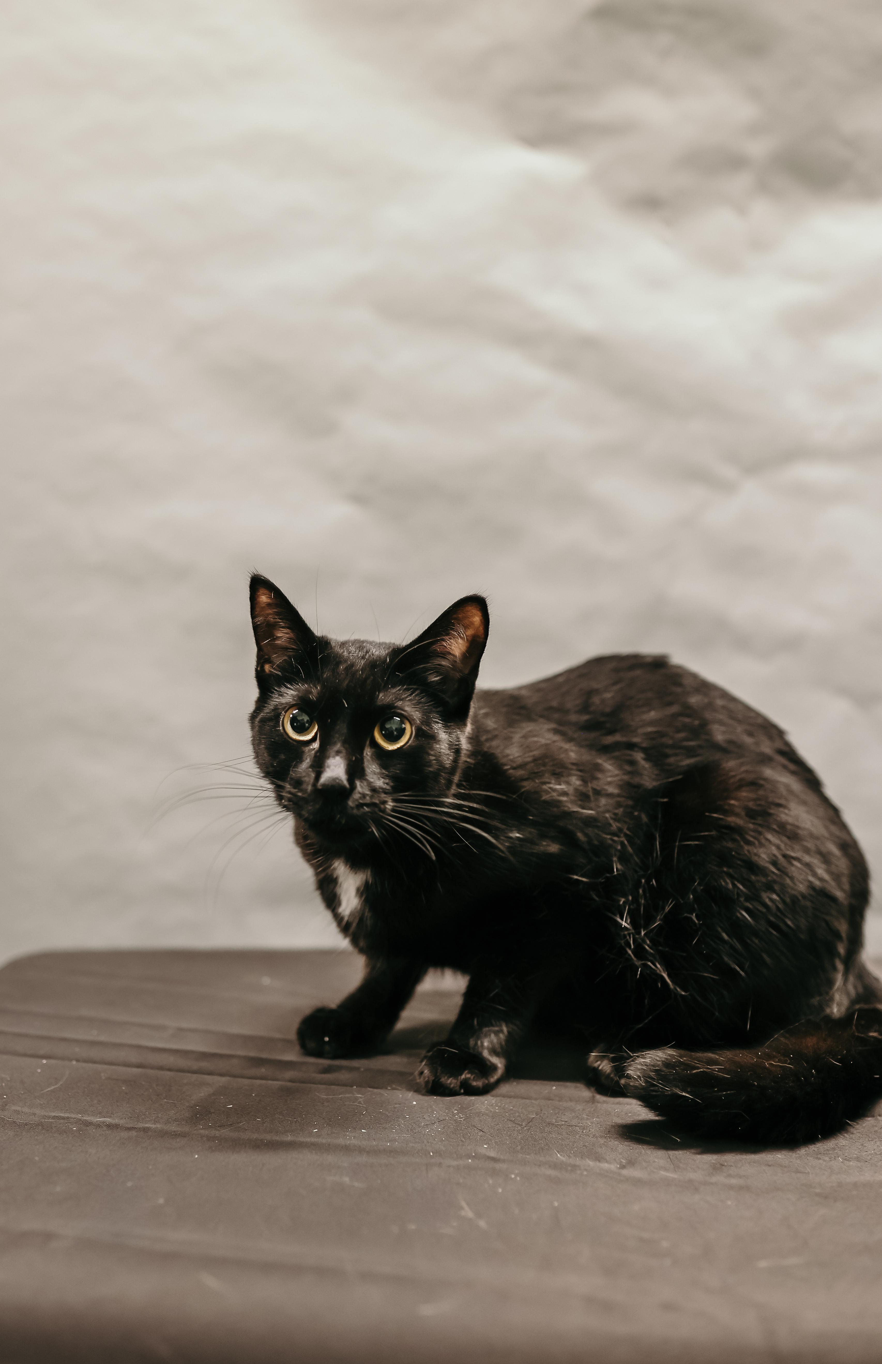 JUBE JUBE, Adoptable, Young Female Domestic Short Hair.