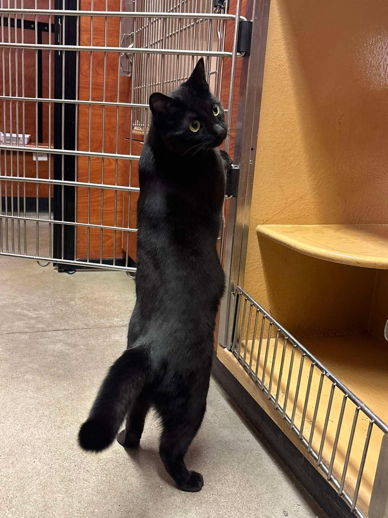 JUBE JUBE, a Adoptable Domestic Short Hair in Tillsonburg, ON image 3/6