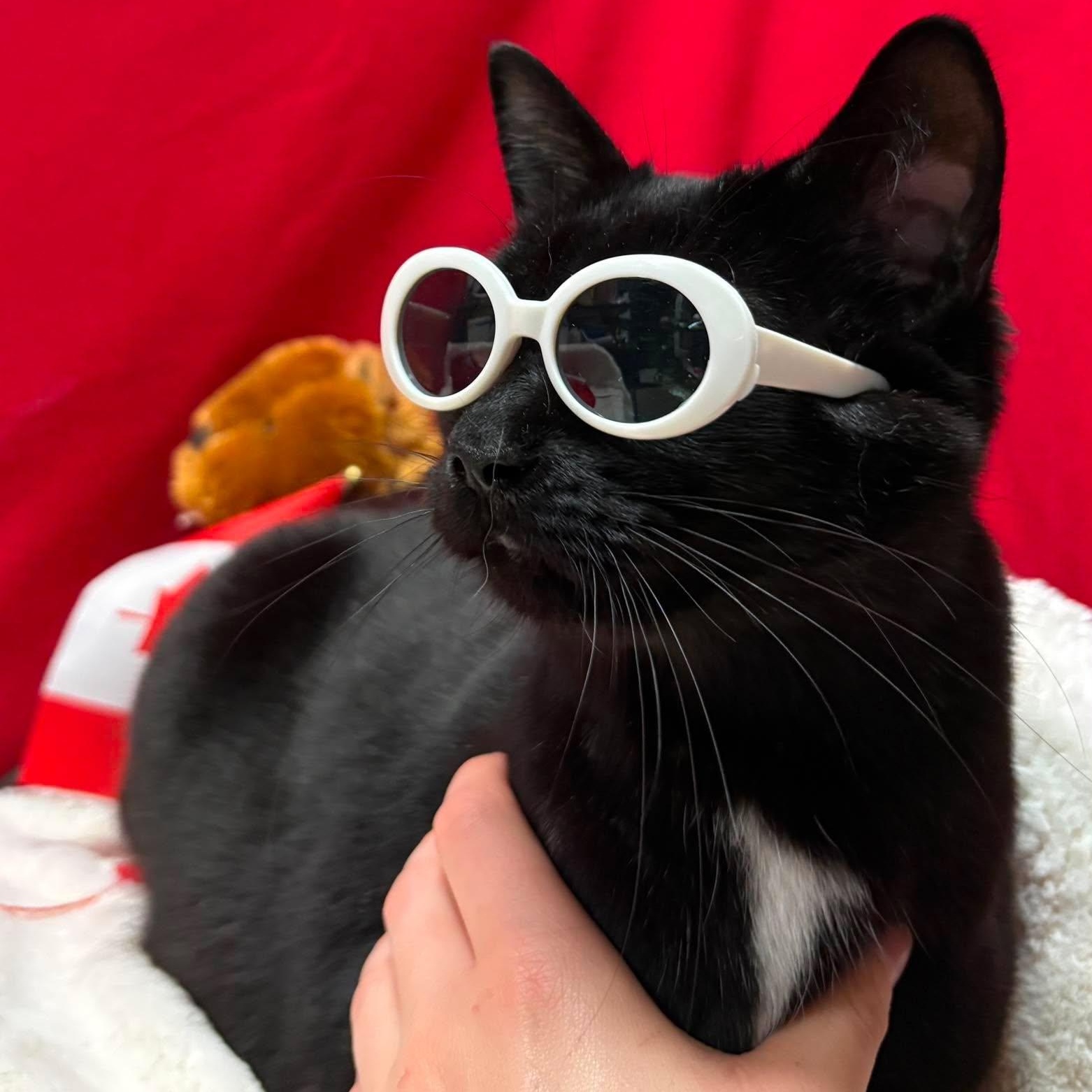 JUBE JUBE, Adoptable, Young Female Domestic Short Hair.